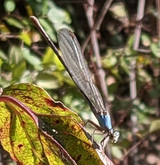 Argia