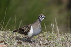 Geophaps scripta scripta