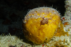 Cinachyrella