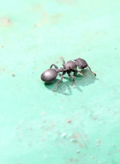 Cataulacus granulatus