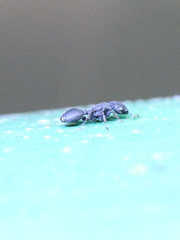 Cataulacus granulatus