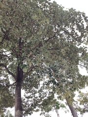 Alstonia angustiloba