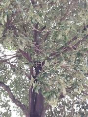 Alstonia angustiloba