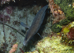 Rypticus saponaceus