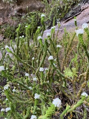Epacris apiculata