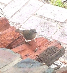 Sericornis frontalis