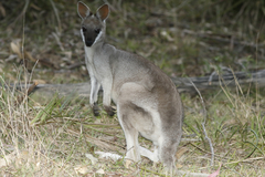 Pretty-Faced Wallaby photo 3