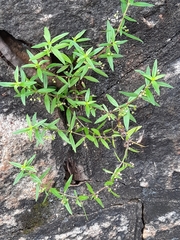 Scleromitrion diffusum