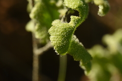 Adiantum chilense scabrum