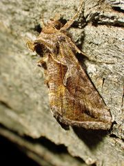 Autographa rubidus