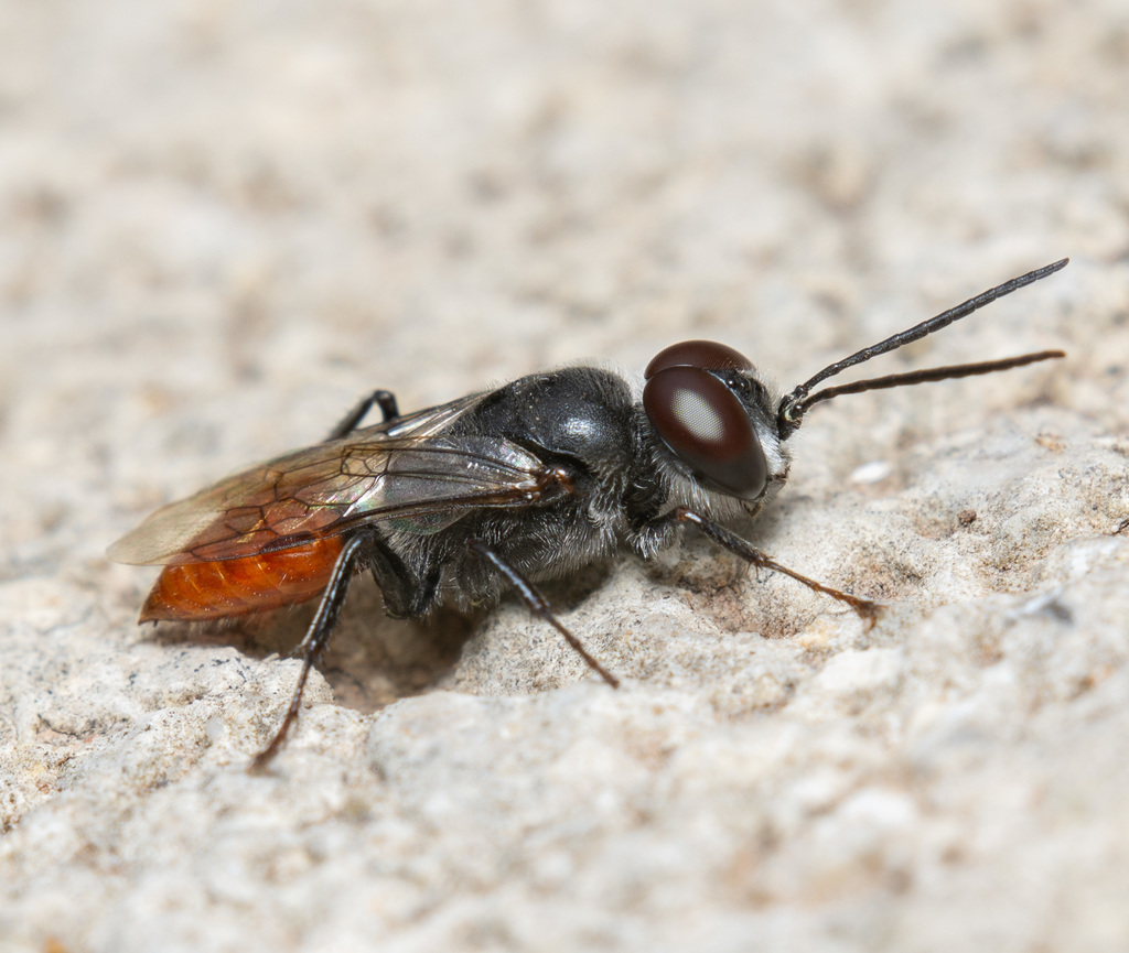 Astata boharti