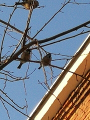 Passer montanus