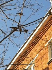 Passer montanus