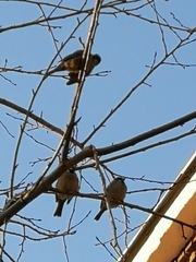 Passer montanus