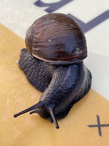 Green Garden Snail, McLaughlin Eastshore State Park, Richmond, CA, US, photo 9 of 10