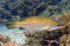 Psammoperca datnioides