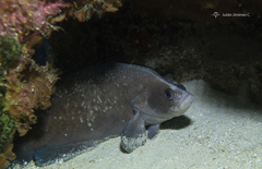 Rypticus saponaceus