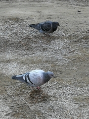 Columba livia domestica