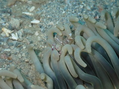 Ancylomenes speciosus