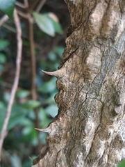 Zanthoxylum avicennae