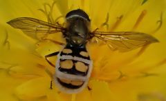 Entomophthora grandis
