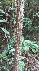 Zanthoxylum avicennae