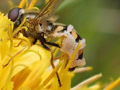 Entomophthora grandis