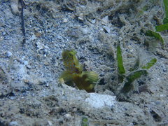 Cryptocentrus fasciatus