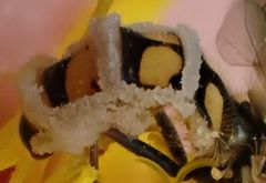 Entomophthora grandis