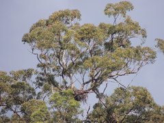 Haliaeetus leucogaster
