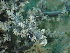 Ancylomenes speciosus