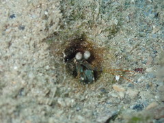 Odontodactylus scyllarus