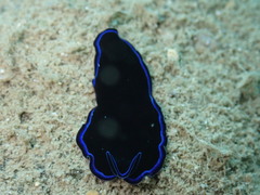 Pseudoceros caeruleocinctus