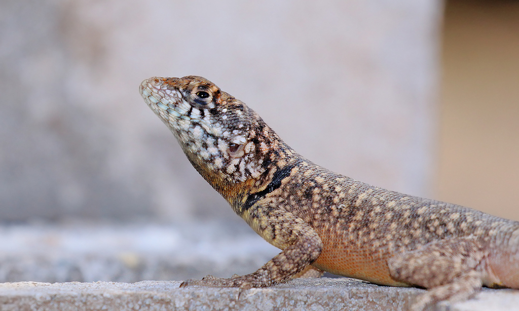 Etheridge's Lava Lizard