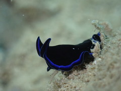 Pseudoceros caeruleocinctus