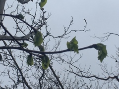 Magnoliopsida