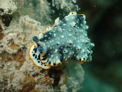 Dermatobranchus ornatus