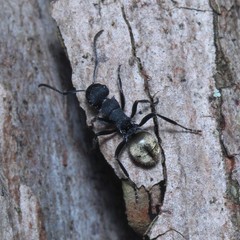Polyrhachis erato