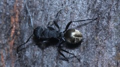 Polyrhachis erato