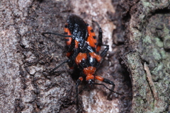 Tegea atropicta
