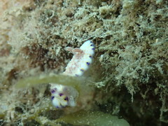 Goniobranchus aureopurpureus