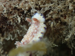 Goniobranchus aureopurpureus
