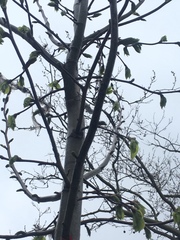 Magnoliopsida