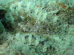 Ancylomenes speciosus