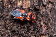 Tegea atropicta