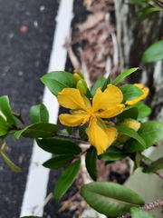 Ochna thomasiana