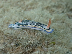 Hypselodoris maritima