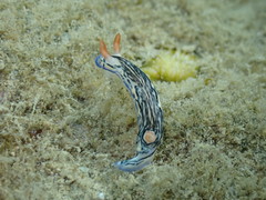 Hypselodoris maritima