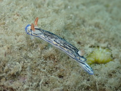 Hypselodoris maritima