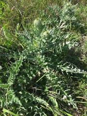 Cirsium undulatum